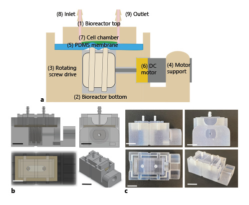  Bioreactor schematic and assembled prototype. a Schematic representing novel 3D rapid prototypable peristalsis bioreactor showing its principal components: (1) bioreactor top, (2) bioreactor bottom, (3) rotating screw drive, (4) motor support, (5) PDMS membrane, (6) DC motor, (7) cell chamber (a raised portion within the bioreactor top), (8) inlet, (9) outlet. b SolidWorks models of assembled bioreactor. Scale bars, 1 cm. c Views of fully assembled peristalsis bioreactor prototype made of polyJet material for ease of visualization. Scale bars, 1 cm.