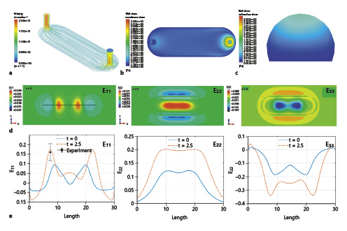  Results from strain and shear computational modeling. Shear computational modeling. a 3D fluid velocity visualization, showing a laminar flow through the cell chamber. b Fluid shear on the surface of the PDMS membrane without cells adhered, indicating an average wall shear of 0.36Pa. c Fluid shear on the surface of a 10-μ cell, 30% embedded into the luminal surface of the PDMS membrane indicating an average shear stress of 0.438Pa. Strain computational modeling. d Strain contours on cell deposition area at the maximum indentation point (t= 0 s) in three axes. e Strain variation along the length of the cell area at mid-plane across the membrane thickness at two time points (i) t= 0, and (ii) t= 2.5 s (i.e., after the half-cycle rotation of the screw) in all three axes. The black marker indicates the experimental strain measured in the E11 direction by the hydrogel strain sensor with the screw drive indentation.