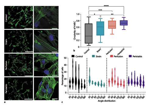  Phalloidin immunofluorescent staining of hMSCS exposed to mechanical stimuli. a Representative micrographs of hMSCs stained with Phalloidin (green fluorescence) and counterstained with nuclear marker DAPI (blue fluorescence). hMSCs were exposed to 24 h of perfusion, strain, or peristalsis in the bioreactor, or maintained as static controls. Scale bars, 200 µm or 20 µm. b Box and whisker plot of nuclear circularity of the hMSCs after 24 h of exposure to each condition. A perfect circle has a value of 1.0. Significant differences in nuclear circularity are indicated following one-way ANOVA analysis, with ****p< 0.0001, ***p< 0.001, **p< 0.01, and *p< 0.05. hMSCs exposed to peristalsis had the higher increase in nuclear circularity. c Violin plot for the phalloidin actin filament angle distribution percentages across each condition. Angle distribution was determined with the use of a single-pixel-line-filter at 1° increments and then percentages were grouped into 30° increments. While cells exposed to strain and shear predominantly showed groupings within specific angles, hMSCs experiencing peristalsis were broadly and evenly distributed along all the angular bins evaluated from 0 to 180°.