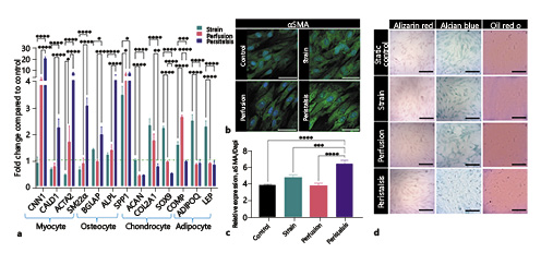  Gene expression and alpha smooth muscle actin and tri-lineage staining of hMSCs exposed to mechanical stimuli. a Gene expression analysis of hMSCs exposed to each mechanical stimulus at the 24-h time point. The dotted line at 1 indicates the normalized level of gene expression in static control hMSCs at the same time point. Genes are categorized as follows: myocyte: CNN1, CALD1, ACTA2, and SM22α; osteocyte: BGLAP, ALPL, and SPP1; chondrocyte: ACAN, COL2A1, SOX9, and COMP; and adipocyte: ADIPOQand LEP. Statistical comparisons from two-way ANOVAs are indicated as: ****p< 0.0001, ***p< 0.001, **p< 0.01, and *p< 0.05). b Representative micrographs of hMSCs stained with alpha smooth muscle actin (green fluorescence) and counterstained with the nuclear marker DAPI (blue fluorescence). hMSCs were exposed to 24 h of perfusion, strain, or peristalsis in the bioreactor, or maintained as static controls. Scale bars, 50 µm. c Fluorometric quantification of α-smooth muscle actin demonstrates significant differences in expression across all conditions compared to peristalsis. Significant differences in actin expression are indicated following one-way ANOVA analysis, with ****p< 0.0001 and ***p< 0.001. d Representative micrographs of hMSCs stained with Alizarin Red S (osteogenic), Alcian Blue (chondrogenic), or Oil Red O (adipogenic). hMSCs were exposed to 24 h of perfusion, strain, or peristalsis in the bioreactor, or maintained as static controls and stained for markers of trilineage differentiation. At 24 h, robust staining was not observed for trilineage markers tested. Scale bars, 400 µm.