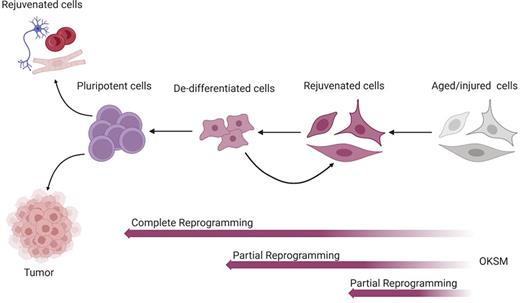 Possible outcomes of partial and complete reprogramming. The spectrum of cellular fates following reprogramming with OKSM factors is depicted. Aged or injured cells can be reverted to a pluripotent state, which possesses proliferative capacity and the potential to differentiate into any cell type (redifferentiation). Due to these two qualities, induced pluripotency can lead to tumor formation if the redifferentiation process if not carefully guided through the expression of lineage-specific transcription factors or addition of growth factors. Partial reprogramming, instead, can lead to a broad range of intermediate states including, for example, partially de-differentiated cells or rejuvenated phenotypes with reversed aging markers and restored function. The extent of reprogramming is modulated by the duration of OKSM expression, which is crucial to prevent complete reprogramming and avoid tumorigenesis (created with BioRender.com).