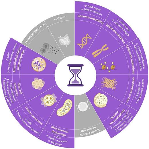 The hallmarks of aging and their reversal by cell reprogramming. Hallmarks known to be affected by reprogramming are highlighted in purple, and the mechanisms and changes that mediate this reversal are listed in the outer circle. This illustration has been adapted from the original representation of the hallmarks of aging from Lopez-Otin et al. [13] (created with BioRender.com).