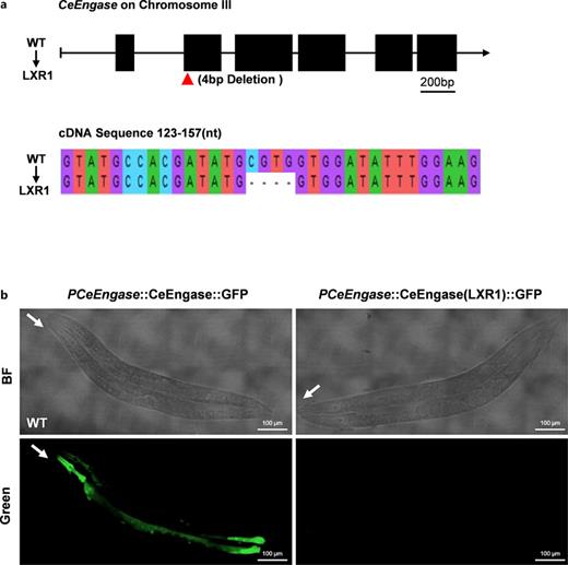 Construction and validation of a CeEngase knockout strain. a Schematic drawing of CeEngase gene in wild type and LXR1 allele. Exons were depicted as filled black boxes. The genomic deletion in LXR1 allele was indicated by an arrow. b Frameshift mutation in LXR1 was confirmed by an GFP fusion expression assay. The two plasmids (pLXR2 and pLXR3) were injected into the wild-type worm for GFP expression, respectively. The heads of the worms were indicated with white arrows.