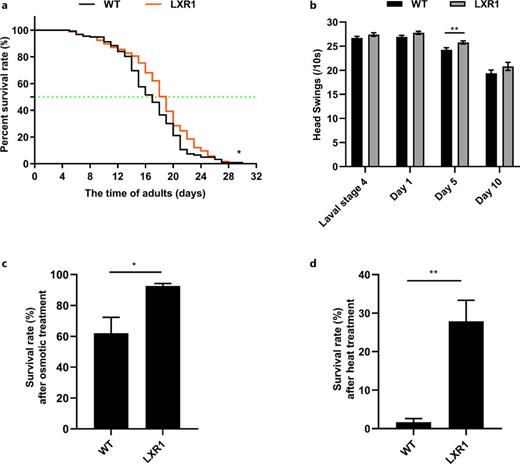 CeEngase knockout improved stress resistance of worms. a The survival curves of worms. The median lifespan of the LXR1 group was 2 days longer than the wild-type group, and its average lifespan was 1 day longer than the wild-type group. b The frequencies of head swing in M9 solution at larval stage 4, day 1, day 5, and day 10. It was most significant on day 5 (wild type vs. LXR1: 24.25 vs. 25.77). The frequencies of head swing of LXR1 group were 6.27% higher than the wild-type group. c The survival rate of C. elegans under osmotic stress for 24 h. The survival rate of the LXR1 group was 30.64% higher than the wild-type group (wild type vs. LXR1: 61.99% vs. 92.63%). d The survival rate of C. elegans after heat treatment at 35°C for 7 h. The survival rate of the LXR1 group was 26.20% more than the wild-type group (wild type vs. LXR1: 1.67% vs. 27.87%).