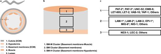 Detected glycopeptides in basement membrane and their sensitivity to CeENGASE regulation. a Cross-section of worms. b Basement membrane proteins could be divided into three clusters. c Reported proteins in each cluster and the ones containing significantly changed glycopeptides in LXR1. Significant changes in glycoproteins were marked by “*.”