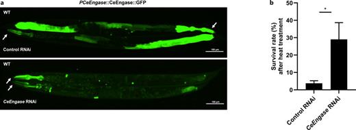CeEngase knockdown improved the heat stress resistance of worms. a Expression of PCeEngase::CeEngase::GFP was downregulated by CeEngase RNAi. b The survival rate of wild-type worms (RNAi) under heat treatment at 35°C for 11 h. The survival rate of CeEngase RNAi group was 25.26% more than the control group (control vs. CeEngase RNAi: 3.77% vs. 29.03%).