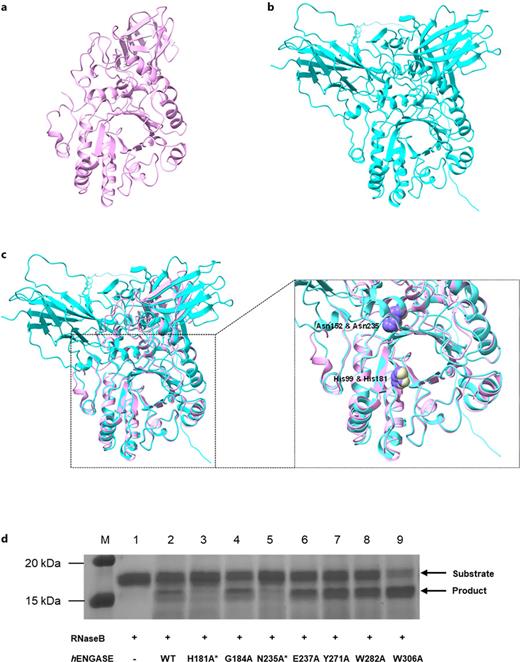 Structures of CeENGASE and hENGASE. a Structure of CeENGASE. b Structure of hENGASE. c Structure alignment of CeENGASE and hENGASE. Two critical residues in the hydrolase domain of CeENGASE and hENGASE were marked. d Activity assay of hENGASE mutants. The two residues (as c) marked with “*” significantly reduced the enzymatic activity of hENGASE.