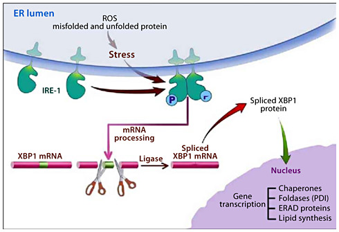 Fig. 1. ER stress with alcohol abuse and the adaptive UPR. Alcohol metabolism causes increased ROS leading to unfolded and misfolded nascent proteins in the ER. The ER stress also results in activation of an adaptive UPR led by activation of IRE-1 through homodimerization. Activated IRE-1 is an RNAse directed to splicing out in intron of XBP1 leading to XBP1-S mRNA. XBP1-S is translated into a potent transcription factor that regulates the expression of chaperones, foldases including PDI, components of the ERAD system and enzymes of lipid synthesis needed to expand the ER. These effects adapt the ER to the ER stress caused by alcohol abuse.