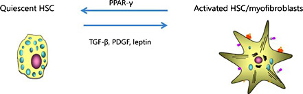 Fig. 4. Activation and inactivation of HSCs.