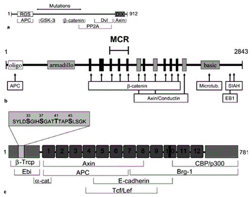 Components of the Wnt pathway found to be mutated in gastrointestinal cancers. a Mutation of Axin-1 in hepatocellular carcinoma results in loss of regions responsible for binding to GSK-3 and β-catenin. b APC forms homodimers with itself by the oligomerization domain (oligo). The armadillo repeat region is made up of a 42-amino acid motif that is repeated 13 times. The regions for binding and downregulation of β-catenin and the binding region of Axin/conductin partly overlap. Microtubules bind to the basic region (basic) and the binding regions of Siah-1 and EB1 are confined to the carboxy terminus. The mutation cluster region (MCR) is located amino terminal to the Axin/conductin-binding sites. Most mutant APC proteins can no longer bind to Axin and are therefore incapable of downregulating β-catenin. c The amino and carboxy termini of β-catenin serve as transcriptional activators. The central part is made up of 12 highly homologous armadillo repeats (boxes 1–12) which mediate most interactions with other proteins. Serine and threonine residues 33, 37 and 41 (insert) are the GSK-3 phosphorylation sites. Serine 45 is the target of priming phosphorylation by CKI. Mutation of one of these residues prevents degradation of β-catenin.