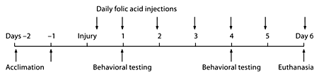 Time line of study. Piglets underwent 2 days of acclimation to the research staff, followed by injury, behavioral testing on days 1 and 4 following injury, and daily folic acid injections following injury. The animals were euthanized on day 6.