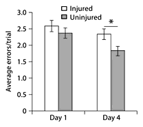 Food cover testing. Injured animals made more errors per trial on day 4 compared to uninjured animals. This difference was not seen on day 1 of testing. * p < 0.05.