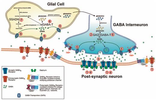 Fig. 1. Several GABAergic synapse components exhibit altered expression in the Fmr1 KO mouse model of FXS. Numbers identify key synaptic proteins disrupted in Fmr1 KOs, including GABAA receptors, enzymes involved in GABA production and catabolism (GAD, SSADH, GABA-T) and GAT (inset legend; table 1).