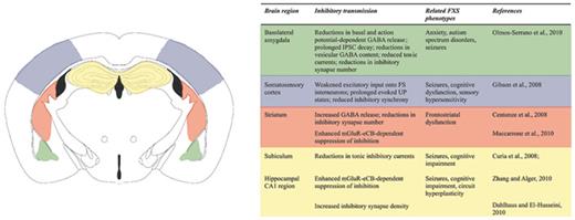 Fig. 2. Alterations in inhibitory neurotransmission in the Fmr1 KO mouse brain are pervasive, but region-specific. Regional inhibitory deficits are associated with a number of common FXS phenotypes (inset table). Affected regions include the basolateral amygdala, cerebral cortex, striatum and hippocampus/subiculum. Color coding in the illustration corresponds to the adjacent inset table.