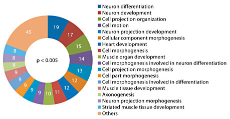 Fig. 6. Enrichment of biological processes in terms of Gene Ontology (GO) categories with respect to the target genes (p < 0.005) for differentially expressed miRNAs. GO categories for each target gene were determined using the DAVID Bioinformatics Resources (http://david.abcc.ncifcrf.gov/). The number of genes in each GO category is indicated within the plot. Nervous system- and development-related biological process had maximum representation among the target genes.