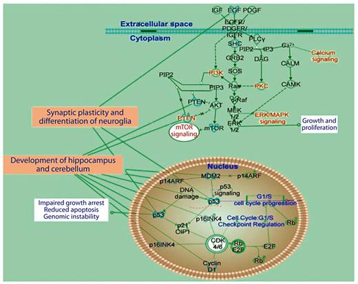 Fig. 7. Schematic representation of signaling pathways involved in synaptic plasticity and neuroglia functions with associated molecules and cellular tasks (analysis based on Ingenuity IPA software). A number of component genes in the pathway are potential contributors to the DS phenotype.