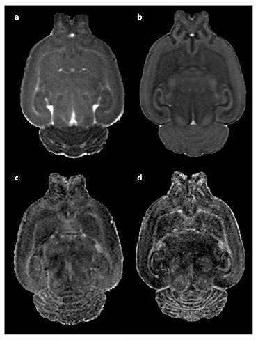 Fig. 4. MD (a, b) and fractional anisotropy (c, d) images of a PND 14 Sprague-Dawley rat pup brain. Following in vivo image collection shown in a and c, the subject was perfused, decapitated, and whole head reimaged ex vivo shown in b and d. In vivo scanning was accomplished under isoflurane anesthesia in our Bruker 9.4-tesla MRI. A 3D RARE sequence was used with diffusion gradients applied in six noncollinear directions. Total scan time of approximately 2.5 h, resulting in a resolution of 0.15 × 0.16 × 0.17 mm. Ex vivo imaging was accomplished overnight via another RARE DTI scan protocol with 21 diffusion direction images at an isotropic voxel size of 0.12 × 0.12 × 0.12 mm. The total scan time was approximately 15.5 h. By comparing these two images, we can see both the greater resolution and SNR of the fixed brain images, which came at the cost of reduced translational relevancy and the sacrifice of a longitudinal study design.