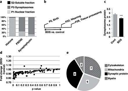 Levels of many synaptic proteins are decreased in PND 28 male mice exposed to BDS. a Relative levels of histone 3, PSD95, and synaptophysin in P1 (nuclear fraction), P2 (synaptosomal fractions), and S2 (soluble fraction). The y-axis shows the relative distribution for each protein across the different fractions as a percentage of the total protein. b Experimental timeline. c Total protein content in synaptosomal fraction (P2) in PND 28 BDS and control male mice. d LC-MRM assay was used to calculate the relative levels of 112 synaptic proteins in synaptosomes harvested from the hippocampus of BDS and control juvenile mice. Note that the same amount of proteins (1 μg) was used in all samples. The y-axis is the ratio of protein levels between BDS and control. Numbers that are below the dotted line (BDS/control <1) indicate lower protein levels in BDS mice. e Path analysis for significant differences between BDS and control. Control n = 8, BDS n = 7 male mice. Error bars represent means ± SEM. *** p < 0.0005, independent t tests.