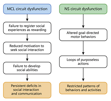 Fig. 1. The proposed mechanism through which dysfunctions of the diffuse dopaminergic modulatory systems of the midbrain could lead to autistic core features.