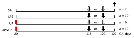 Fig. 1. Experimental groups. Animals were intra-amniotically exposed to Ureaplasma parvum (UP; red arrow) for 42 days with (n = 11) or without (n = 6) subsequent lipopolysaccharide (LPS; black arrow) exposure at 2 (n = 5) or 7 (n = 5) days before preterm delivery at 122 days of gestation (GA) and sacrificed immediately after birth (†). Control animals received intra-amniotic injection with saline (SAL; open arrow).