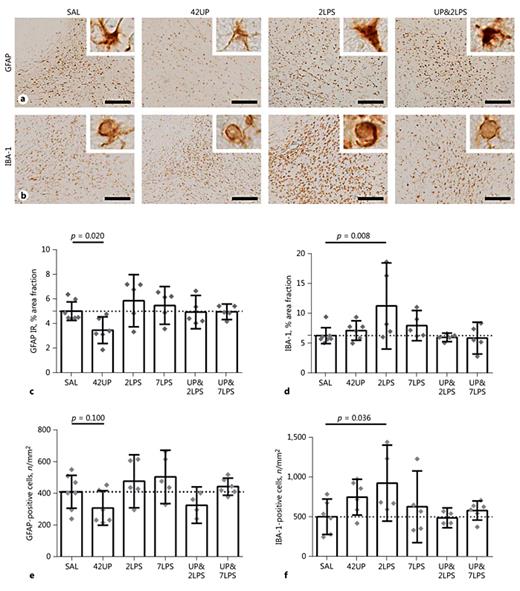 Fig. 4. Intra-amniotic exposure to Ureaplasma parvum (UP) induces a decrease in astrocytes and preconditions the fetal brain against reexposure to lipopolysaccharide (LPS). A significant decrease (p < 0.05) in the area fraction of glial fibrillary acidic protein (GFAP) immunoreactivity (IR) was observed in animals of the chronic UP group (42UP) compared to controls (SAL) (SAL vs. 42UP, p = 0.020) (a, c). GFAP-positive cells tended to be decreased following chronic UP exposure (SAL vs. 42UP, p = 0.100) (e). No changes in GFAP IR were found in animals of the LPS exposed groups regardless of the presence or absence of UP preexposure. A significant increase (p < 0.05) in the area fraction of IBA-1 IR and IBA-1-positive cells was observed in animals exposed to LPS for 2 days (2LPS) (SAL vs. 2LPS, p = 0.008 and p = 0.036, respectively), which was prevented by preexposure to UP (UP&2LPS) (b, d, f). No changes in IBA-1 IR or cell numbers were found in animals exposed to LPS for 7 days (SAL vs. 7LPS, p = 0.342 and p = 1.00, respectively) (d, f). Representative histological figures of the GFAP-positive astrocytes and IBA-1-positive microglia are shown in a and b, respectively. Morphological analysis showed a higher density of amoeboid microglia present in the white matter after 2 days of LPS exposure (b, insets). Figures for animals exposed to LPS for 7 days (7LPS) and animals exposed to UP for 42 days and LPS for 7 days (UP&7LPS) are not depicted. GFAP and IBA-1 IR are represented in the graphs as means (% area fraction) ± 95% CI. Images were taken at ×100 magnification (insets at ×400 magnification). Scale bar, 200 µm.