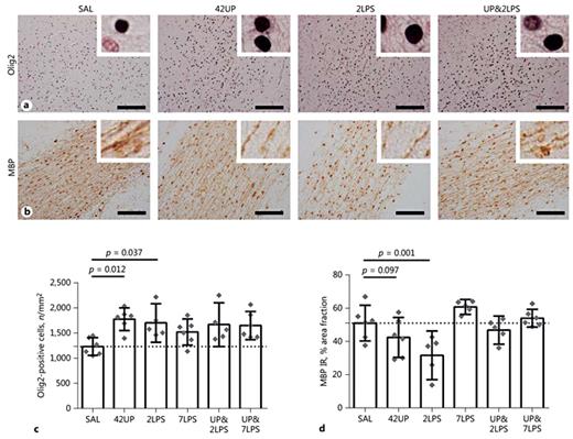 Fig. 5. Intra-amniotic exposure to Ureaplasma parvum (UP) induces changes in white matter development and preconditions the fetal brain upon reexposure to a second inflammatory hit with lipopolysaccharide (LPS). A significant increase (p < 0.05) in Olig2-positive cells was observed in animals in the chronic UP group (SAL vs. 42UP, p = 0.012) and those exposed to LPS for 2 days (SAL vs. 2 LPS; p = 0.037) compared to controls (b, c). This increase in Olig2-positive cells was accompanied by a decrease in MBP (SAL vs. 42UP, p = 0.097; SAL vs. 2LPS, p = 0.001) (a, d). This decrease in MBP immunoreactivity (IR) was prevented in the short-term LPS-exposed animals that were preexposed to UP. At 7 days of LPS exposure no changes in MBP IR were found (2LPS vs. 7LPS, p = 0.000). Images were taken at ×100 magnification (insets at ×400 magnification). Scale bar, 200 µm.