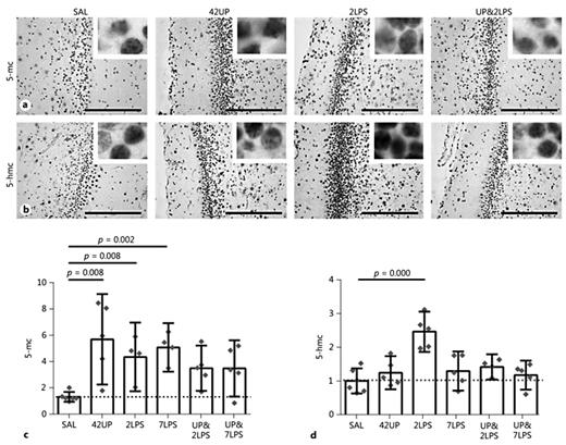 Fig. 6. Changes in the epigenetic markers 5-methylcytosine (5-mc) and 5-hydroxymethylcytosine (5-hmc) following intra-amniotic exposure to Ureaplasma parvum (UP) and short-term exposure to lipopolysaccharide (LPS) in the dentate gyrus of the hippocampus. A significant increase (p < 0.05) in the gene repression marker 5-mc IR was observed in short-term LPS-exposed animals and chronically UP-exposed animals compared to controls (SAL vs. 2LPS, p = 0.008; SAL vs. 7LPS, p = 0.002; and SAL vs. 42UP, p = 0.008) (a, c). The significant increase (p < 0.05) in transcription activation marker 5-hmc IR was restricted to the group exposed to LPS for 2 days compared to controls (SAL vs. 2LPS, p = 0.000; 2LPS vs. 7LPS, p = 0.000), and it was prevented by preexposure to UP. 5-mc and 5-hmc are represented in the graphs as mean integrated density ± 95% CI. The integrated density was calculated by multiplying the area fraction and grey intensity measurements. Values were normalized to the data of the control group. Images were taken at ×200 magnification (insets at ×400 magnification). Scale bar, 200 µm.