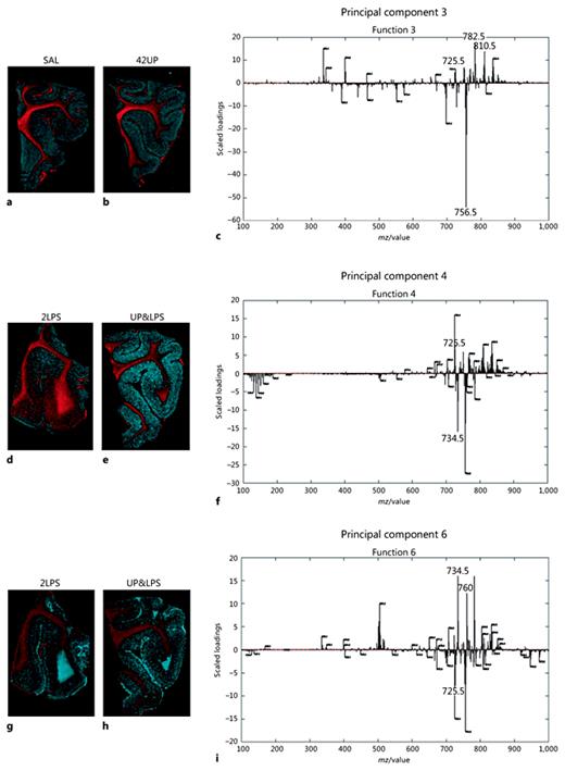 Fig. 7. Matrix-assisted laser desorption ionization mass spectrometry imaging performed in positive ion mode followed by principal component analysis. a Reconstructed image that represents the molecular differences in lipids between the white (red area) and grey matter (green area) of control and Ureaplasma parvum (UP) animals. Principal component analysis 3 demonstrated similar lipid compositions of white and grey matter of control and UP animals (a-c). In particular, phosphocholine (PC) species m/z 782.5 PC 34:1+Na+, m/z 810.5 PC 36:1+Na+, or sphingomyelin m/z 725.5 SM 34:1+Na+ are present in white matter (positive spectrum principal component 3), whereas PC m/z 756.5 32:0+Na+ is present in the grey matter of control and 42UP animals (negative spectrum principal component 3). Short-term LPS exposure results in lipid accumulation in the white matter as illustrated by an increased intensity of the white matter-related peaks, especially m/z 725.5 (d, g) (positive spectrum of principal component 4). In addition, a shift of white and grey matter-specific molecular patterns is observed at 2 days of LPS exposure, illustrated by more white matter-specific lipids present in the grey matter such as m/z 725.5 (d, negative spectrum of principal component 6), and grey matter-specific lipids into the white matter such as m/z 734.5 PC 32:0+H+ and m/z 760 PC 34:1+H+ (g, positive spectrum of principal component 6). These changes were prevented by preexposure to UP (e, h).