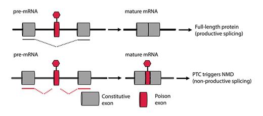 Fig. 1. PE exclusion and inclusion are associated with productive and nonproductive splicing, respectively. PE, poison exon; PTC, premature truncation codon; NMD, nonsense-mediated decay.