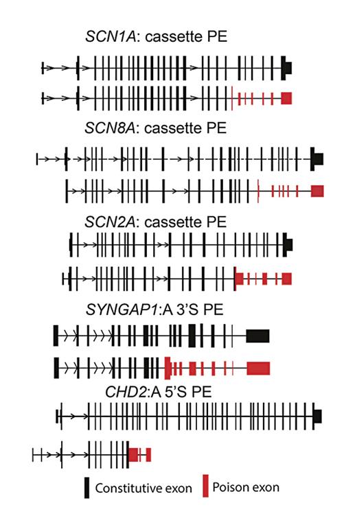 Fig. 2. Epilepsy-associated genes that harbor candidate and known PEs. For each gene, the full-length target (black – top) is shown in comparison to the transcript which harbors the PE; constitutive exons (black) are largely overlapping, until the splicing of the PE (red) which is followed by a multiexon 3′UTR. PE, poison exon.