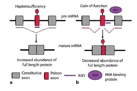 Fig. 3. Potential ASO therapeutic approaches targeting PEs in the DEEs. a Treatment of haploinsufficient disorders, restoring wild-type protein levels: an ASO is designed with complementary base pairs to the PE, preventing its inclusion in the transcript and thus promoting productive splicing of the full-length transcript. b Treatment of GOF disorders, reducing protein levels: blocking the binding of RBPs that prevent the inclusion of a PE is a theoretical approach to promoting PE inclusion and NMD of the transcript and thus reducing protein levels. ASO, antisense oligonucleotides; PE, poison exon; GOF, gain-of-function; RBPs, RNA-binding proteins; NMD, nonsense-mediated decay; DEE, developmental and epileptic encephalopathies.