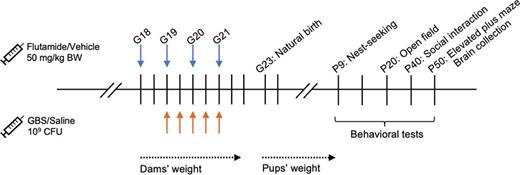 Experimental design of rat model detailing schedule for injections, weight gain monitoring, behavioral testing, and brain collection from G18 to P50. Starting from G18 to G22, dams received intraperitoneal of either 150 μL of vehicle (corn-oil) or flutamide every 24 h (flutamide was administered daily to ensure sustained pharmacological effects). From G19 until G22, dams were also injected with 100 μL of sterile 0.9% saline or 109 colony forming units of inactivated GBS serotype Ia suspended in saline. The chosen timeframe aimed to mimic the peak occurrence of CA as observed during the third trimester in humans. CFU, Colony forming units; GBS, Group B Streptococcus; G, gestational day; P, postnatal day.
