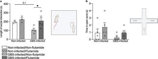 Social interaction and anxiety-like behavior tests in male offspring during late puberty. a Length of social interactions (s) recorded on postnatal day (P)40. b Time spent (s) in open zones in the elevated plus maze test on P50. Number (n) of rats: V/S (n = 4–5), V/GBS (n = 5–6), F/S (n = 4–6), F/GBS (n = 5–6). Error bars indicate mean ± SEM. *p ≤ 0.05; Bonferroni’s post hoc tests. V/GBS, vehicle/GBS; V/S, vehicle/saline; F/S, flutamide/saline; F/GBS, flutamide/GBS; GBS, Group B Streptococcus. Created using BioRender.com.