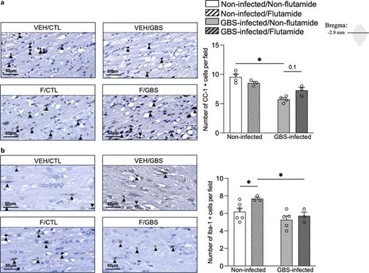 Immunohistochemical characterization of cell types in the external capsule of the male forebrain at postnatal day 50. Representative images and mean quantification from three fields of view of cells positive for CC-1 (arrowheads showing mature oligodendrocytes) (a), Iba-1 (arrowheads showing microglia) (b). Mature oligodendrocytes were assessed using a mouse monoclonal APC anti-CC1 antibody (dilution 1:200; Abcam, ON, Canada) with a goat horseradish peroxidase (HRP)-conjugated anti-mouse secondary antibody (dilution 1:100; Abcam, ON, Canada). Activated microglia were identified with a rabbit polyclonal anti-Iba-1 antibody (dilution 1:250; Fujifilm Wako, ON, Canada) and a mouse anti-rabbit IgG-HRP (dilution 1:100; Santa Cruz Biotechnology) secondary antibody. Number (n) of rats: V/S (n = 4), V/GBS (n = 4–6), F/S (n = 4–5), F/GBS (n = 4). Error bars indicate mean ± SEM. *p ≤ 0.05, **p ≤ 0.01; Bonferroni’s post hoc tests. V/GBS, vehicle/GBS; V/S, vehicle/saline; F/S, flutamide/saline; F/GBS, flutamide/GBS; GBS, Group B Streptococcus; Iba-1, ionized calcium-binding adapter molecule 1.
