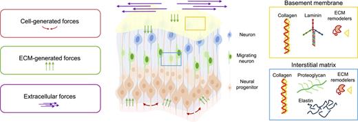 Source of mechanical forces found in the neuroepithelium during morphogenesis and the extracellular matrix (ECM) composition. Source of mechanical forces can be found at different levels throughout the cortical wall: at the cellular (red arrows), ECM (green arrows), and extracellular (purple arrows) level. Schematic of the neuroepithelium and the extracellular ECM composition (basement membrane, yellow box, and interstitial matrix, blue box). The main neural cells are represented as follows: neurons in blue, migrating neurons in green, and neural progenitor cells in orange. Compartment-specific ECM proteins are represented in the boxes.