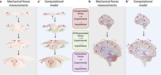 Localization of the mechanical forces at the tissue level during morphogenesis and in a computational model. a Schematic of neural tube morphogenesis and the sources of mechanical forces. Experimentally measured cell-generated forces (solid red lines) have been shown to contribute to the closure of the neural tube. We can hypothesize that ECM-generated forces (dotted green lines) as well as extracellular forces (i.e., CSF flow – dotted purple lines) can also contribute to the neural tube morphogenesis. a′ Computational models can help in understanding and predicting the role of the mechanical forces that cannot be experimentally tested. b Schematic of brain morphogenesis and source of mechanical forces. The brain starts as a smooth neuroepithelium that progressively develops folds during development. Cell-generated forces (solid red lines), ECM-generated forces (solid green lines), and extracellular forces (solid purple lines) have been shown to contribute to tissue folding. b′ Experimentally measured mechanical forces (solid lines) and hypothetical forces can be implemented in computational models and help us to better understand how brain morphogenesis takes place, overcoming technical limitations that currently make experimental measurements difficult.