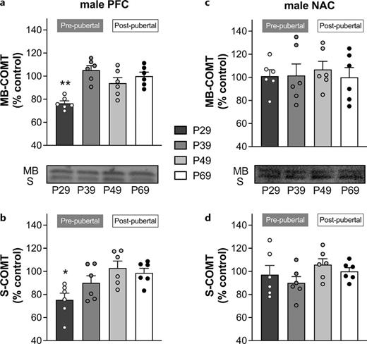 COMT expression across adolescent development in the PFC (a, b) and NAc (c, d) of male rats. Data are expressed as a percent of protein expression in adult males (control) for membrane bound (MB)- and soluble (S)-COMT, which are labeled on the representative Western blot image. Brain tissue was collected from different rats (n = 6/age group) that were pre- (P29 and P39) and postpubertal (P49 and P69). *p < 0.05 vs. adult, **p < 0.01 vs. adult.