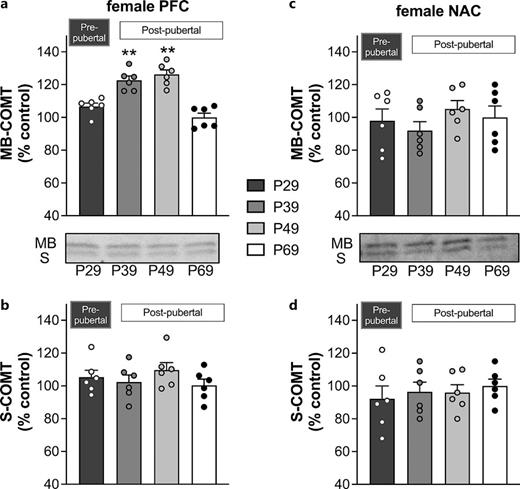 COMT expression across adolescent development in the PFC (a, b) and NAc (c, d) of female rats. Data are expressed as a percent of protein expression adult females (control). Data are expressed as a percent of protein expression in adult males (control) for membrane-bound (MB)- and soluble (S)-COMT, which are labeled on the representative Western blot image. Brain tissue was collected from different rats (n = 6/age group) that were pre- (P29) and postpubertal (P39, P49, and P69). **p < 0.01 vs. adult.