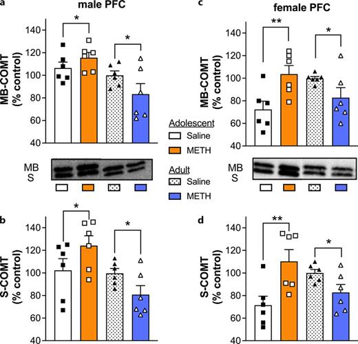 Effects of METH on MB- and S-COMT expression in the PFC of males (a, b) and females (c, d). Data (n = 6/group) are shown as a percent of protein expression in the adult, same-sex controls (saline exposed). *p < 0.05 and **p < 0.01 vs. saline-injected controls #p < 0.05 vs. adult saline.
