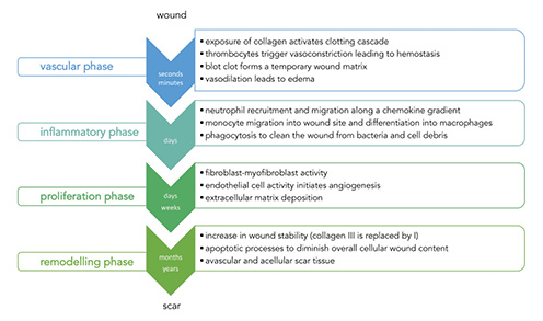 Skin Wound Healing: Of Players, Patterns, and Processes | European ...