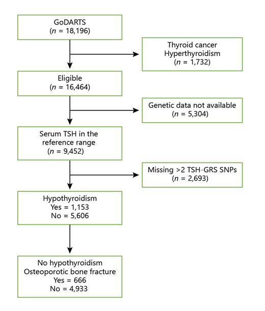 Fig. 1. Flowchart describing the study cohort’s generation process and the patients included in this study. SNP, single-nucleotide polymorphism; TSH, thyroid-stimulating hormone; TSH-GRS, TSH-based genetic risk score; GoDARTS, Genetics of Diabetes and Audit Research Tayside Study.