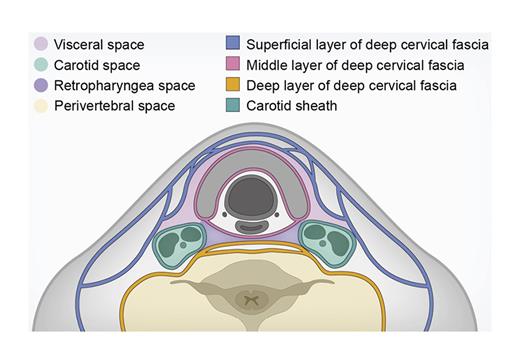 Fig. 4. Schematic diagram of deep neck space.