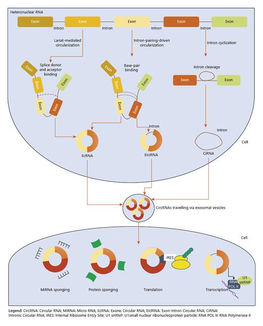 Fig. 1. Biogenesis and functions of circRNAs. CircRNA, circular RNA; miRNA, microRNA; EcRNA, exonic circular RNA; EIci-RNA, exon-intron circular RNA; ciRNA, intronic circular RNA; IRES, internal ribosome entry site; U1 snRNP, U1 small nuclear ribonucleoprotein particle; RNA POL II, RNA polymerase II.