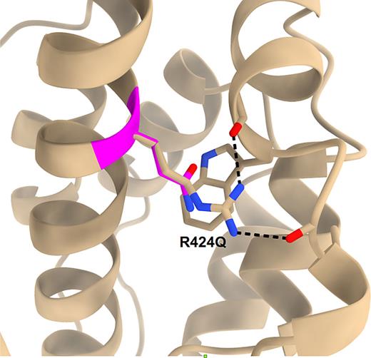 The structure of MYH9 surrounding R424 from the AlphaFold Protein Structure Database is depicted in wheat. The side chain of R424 is shown to hydrogen bond with carbonyl groups from neighboring alpha helices, and it also packs against a tryptophan residue to form a π-cation interaction. The glutamine residue of MYH9 p.R424Q is represented in magenta. Its smaller size substantially attenuates the intramolecular hydrogen bonding between helices, and its lack of charge ablates the π-cation interaction.