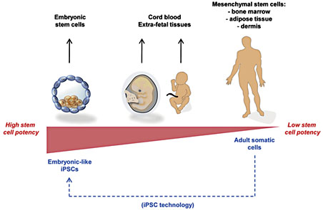 Fig. 1. Stem cell sources. Progenitor cells for wound therapies can be obtained from various sources, each with its particular advantages and disadvantages for clinical translation.