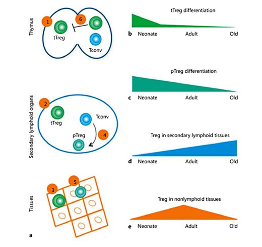 Fig. 1. Age-dependent changes in thymic development and peripheral homeostasis of regulatory T lymphocytes (Treg). a Newly developed thymus-derived Treg (tTreg) (1) migrate from the thymus to peripheral secondary lymphoid organs (2), where they perform their effector function: regulating immune system homeostasis (thereby protecting the organism from autoimmunity). Mature tTreg from secondary lymphoid organs (and potentially newly developed tTreg emigrating from the thymus) can migrate to tissues (3), acquire a tissue-specific phenotype, protect the organ from autoimmunity, and maintain tissue homeostasis by facilitating repair and regeneration (e.g., adipose tissue, muscle, and the central nervous system). Newly developed conventional T lymphocytes (Tconv) (4) can convert into peripherally induced Treg (pTreg) in peripheral secondary lymphoid organs and/or in tissue (5) (e.g., the colon), where they protect the host from chronic inflammation. Activated peripheral Treg from secondary lymphoid organs and tissues migrate back to the thymus (6), where they inhibit the development of their precursors. b After the neonatal period, the intra-thymic differentiation of tTreg rapidly drops, due to the quickly increasing proportion of recirculating Treg in the thymus. c Also the extra-thymic differentiation of Tconv into pTreg gradually declines with age. d Despite the decline in tTreg and pTreg differentiation with age, Treg accumulate in secondary lymphoid organs of elderly individuals. This phenomenon may cause excessive suppression of immune responses and thus contribute to immuno-senescence. e Tissue-resident Treg accumulate from birth to adulthood, but their number drastically drops in aged individuals, leading to defective regulation of tissue/organ homeostasis and function (e.g., in muscle).