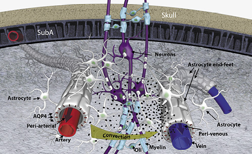 Fig. 1. Glymphatic transport and waste drainage concept. Original concept of the glymphatic transport [1], highlighting the periarterial and the perivenous space, and the astrocytic end-feet with aquaporin 4 (AQP4) water channels and forming a sheath around the blood vessels. Cerebrospinal fluid is driven by convection through the periarterial space and is propelled across the astroglia end-feet to mix with interstitial fluid and waste products. From there, the waste and excess fluids are driven towards the perivenous space to ultimately be directed towards the lymphatic vessels and general circulation for breakdown and clearance. The black particles represent “waste” particles in the interstitial fluid (e.g., amyloid-beta). SubA, subarachnoid space; Oli, oligodendrocyte.