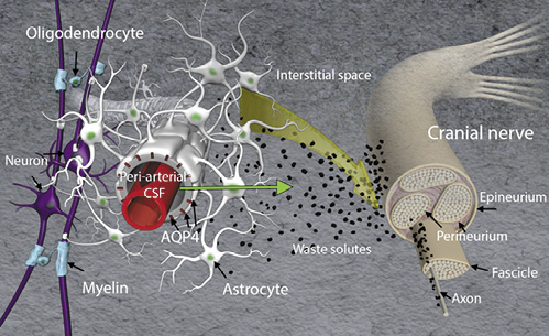 Fig. 3. Conceptual medical illustration of brain waste clearance along cranial nerves. The front end of the glymphatic system is shown including periarterial, interstitial space, and periarterial transport of CSF (green arrow). A cranial nerve is illustrated, and waste solutes (in black) are shown to drain along the cranial nerve. Another possibility is that waste solutes with fluid enter the nerve, and waste solutes are draining along fascicles and/or axons. It is currently not known if interstitial waste solutes travel along the cranial nerves or within the nerve itself (i.e., penetrating epineurium and draining along or inside fascicles). It is also unknown if perineural drainage of waste solutes serves as major clearance routes after intraparenchymal administration, and more systematic studies are needed. AQP4, aquaporin 4 water channels.