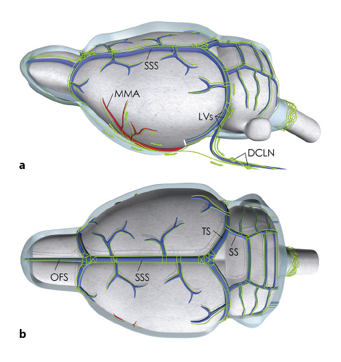 Fig. 4. Medical illustration of lymphatic vessels (LVs) associated with larger vessels of the dura. Medical illustration of the topography of the LV network imbedded in the dura (dura not shown) overlying the rodent brain based on work from several investigators [38, 73, 84]. a Lateral view showing the dural sinuses including the superior sagittal sinus (SSS) and transverse sinus (TS). The LVs (shown in green) are running alongside the venous sinuses. LVs are also running alongside the middle meningeal artery (MMA), a larger dural artery originating from the external carotid artery. The LV drain into cervical lymph nodes including the deep cervical lymph nodes (DCLN). b Top view of rat brain showing the topology of the lymphatic network associated with the dural sinuses and superficial veins. OFS, olfactory sinus; SS, sigmoid sinus.