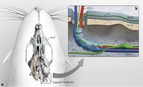 Fig. 5. Vessels, cranial nerves, and lymph vessels at the site of the jugular foramen. This figure is an illustration of how lymphatic vessels (LVs) in the dura might drain to the deep cervical lymph nodes (DCLN). a The ventral aspect of the rat skull is shown; the right side shows the brain in situ (modified from Fitzgerald [85]). The jugular foramen is highlighted and shows the exit of the vagal nerve (X), internal jugular vein (IJV), and internal carotid artery (ICA). b High magnification of the area of the jugular foramen with the proposed exiting vessels and vagal nerve. LVs associated with dura lining the ventral surface of the skull might exit at this site into the DCLNs. This drawing is a proposed illustration of the connection between dural LVs and DCLNs.